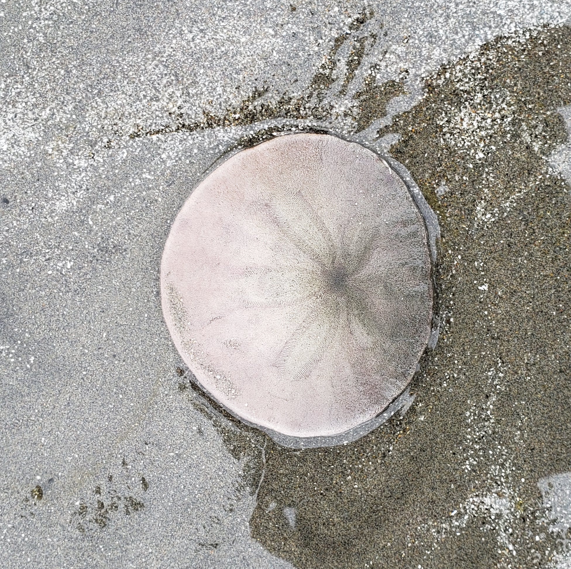 sand_dollar_on_pac_beach