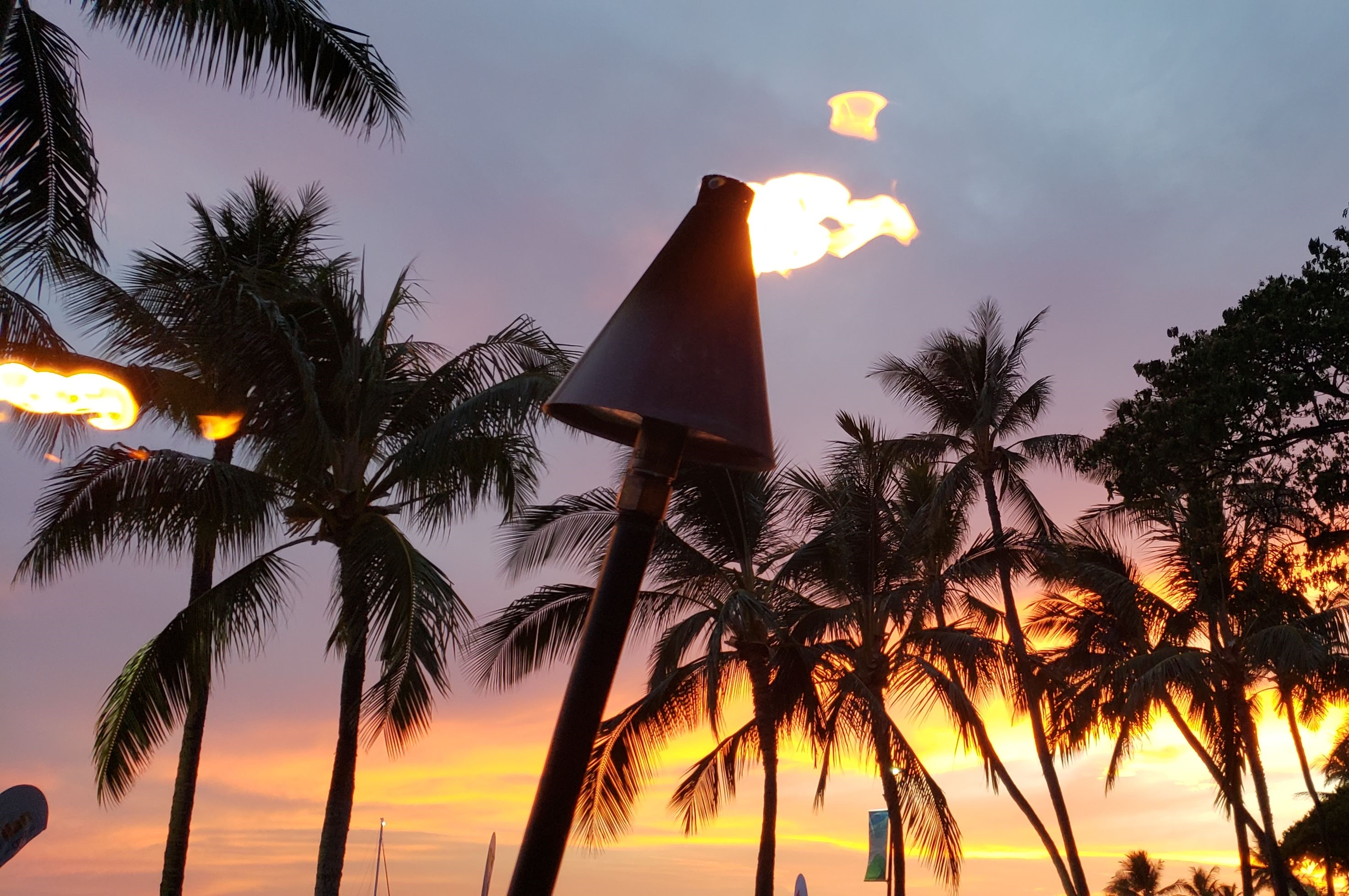 trees_at_waikiki